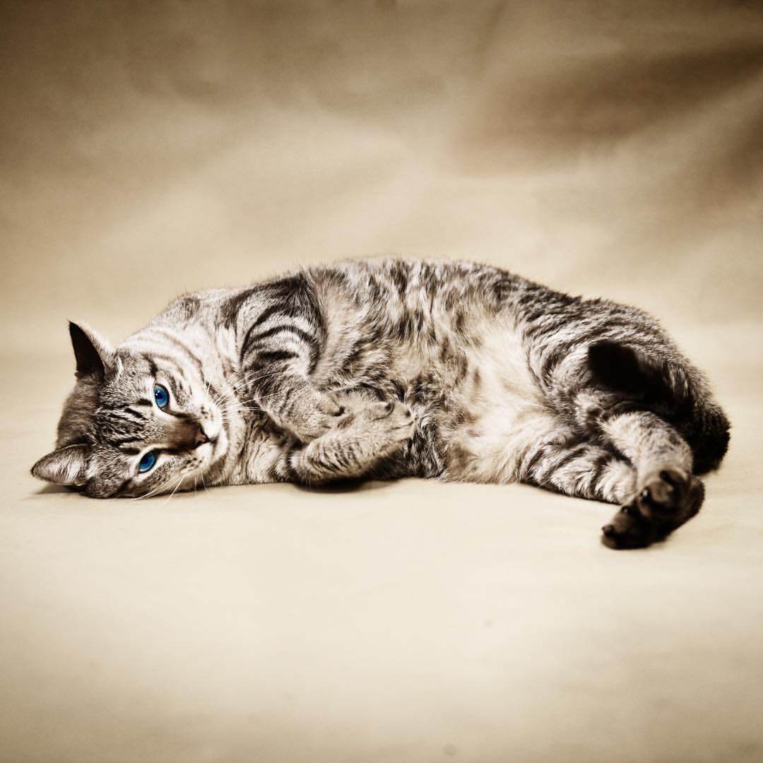 18298818_595553130639707_7722330346141777920_n